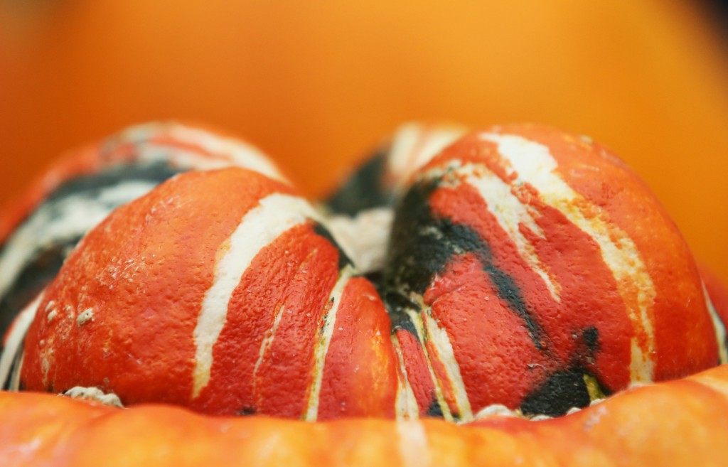 The Finest Fruit and Vegetables On Display At The RHS Harvest Festival Show