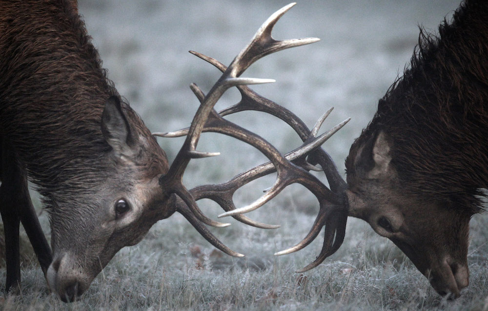 The Autumn Deer Rut In London's Richmond Park