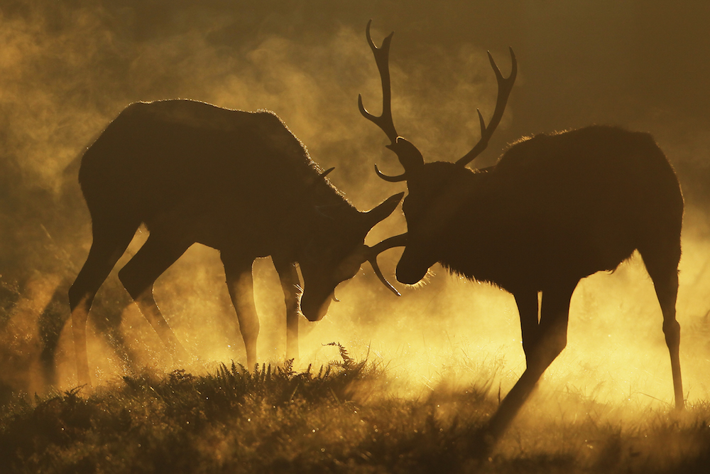 The Autumn Deer Rut In London's Richmond Park