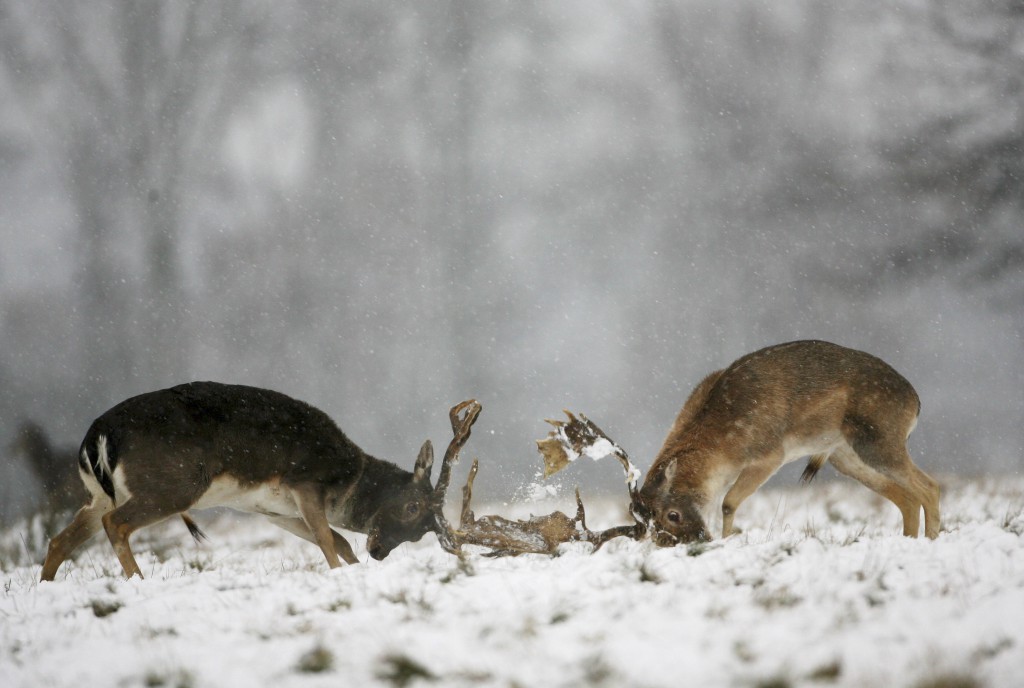 Heavy Snow Fall Sweeps Across The UK