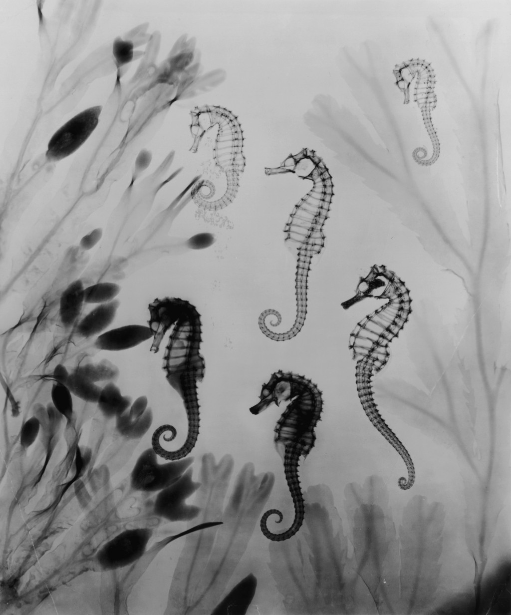 X-Ray Seahorses