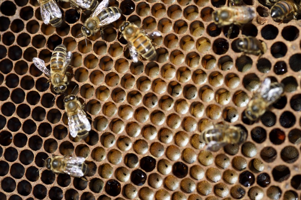 FRANCE-BEEKEEPING-SCHOOL