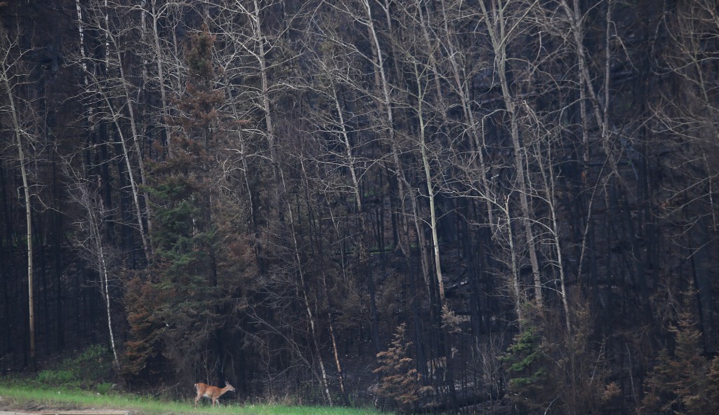 CANADA-FORESTS-FIRE-EMERGENCY-OIL