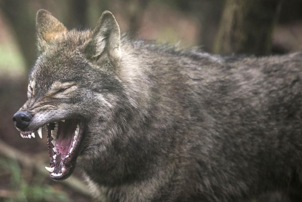 Wild Place Project Welcomes A Pack Of Wolves