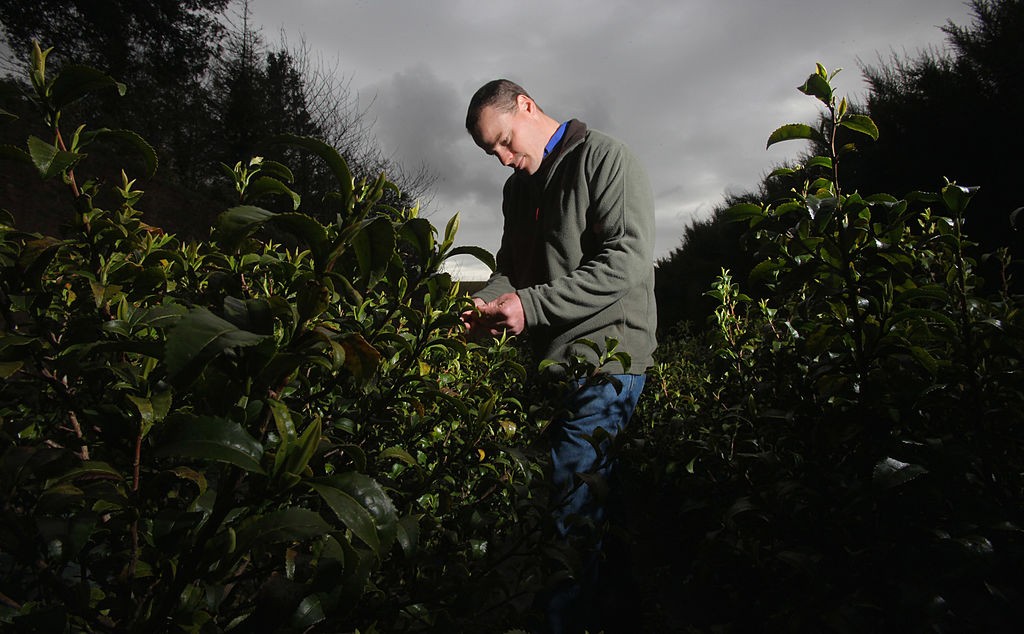 Tregothnan Tea Company Prepare Their First Chelsea Flower Show  Display