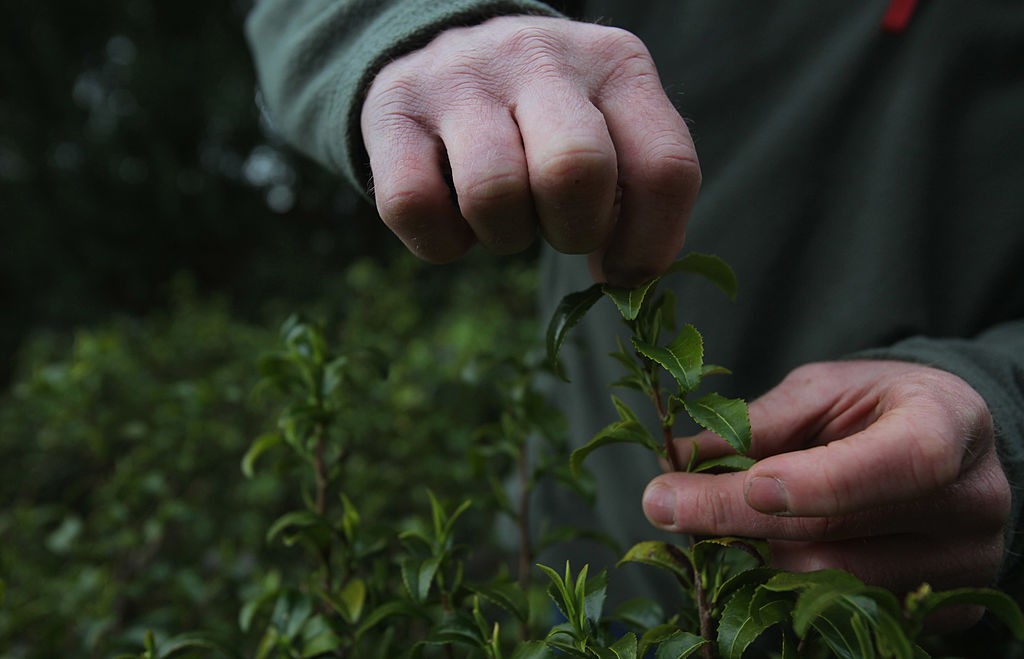 Tregothnan Tea Company Prepare Their First Chelsea Flower Show  Display