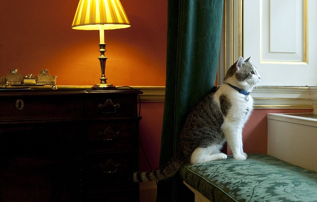 Larry The New Downing Street Cat Arrives At His New Home