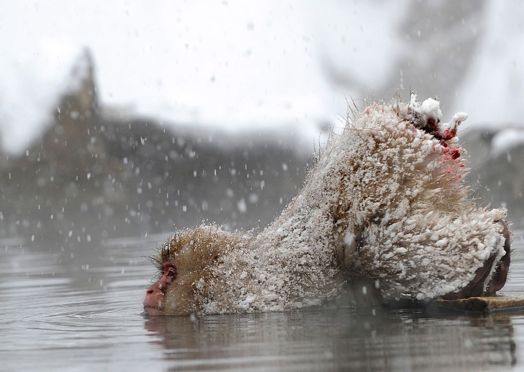 JAPAN-LIFESTYLE-ANIMAL