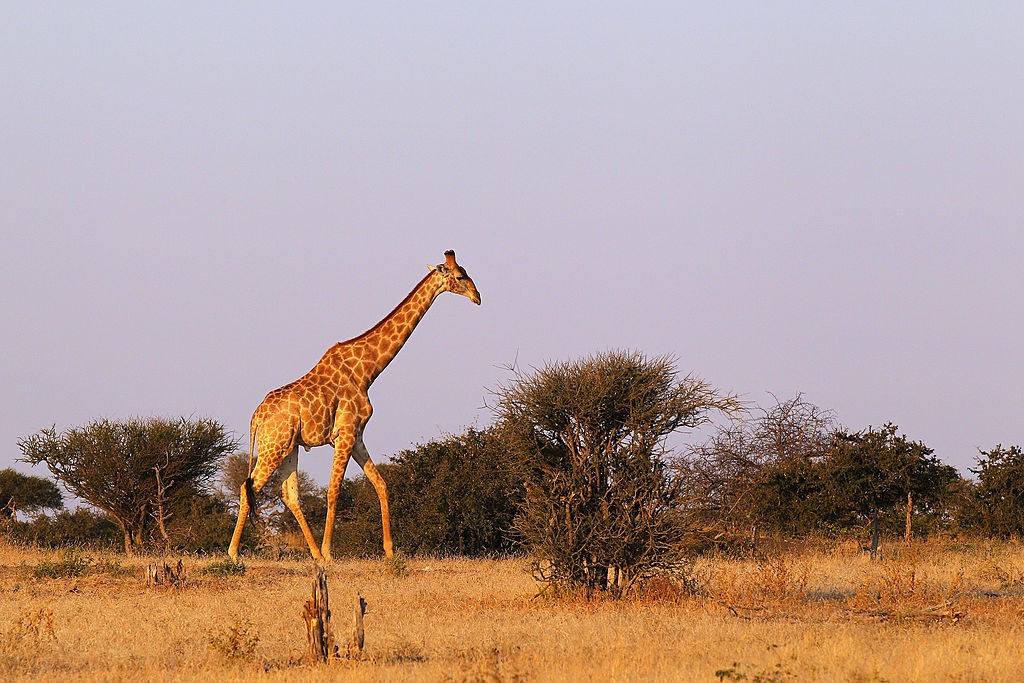 An African Safari