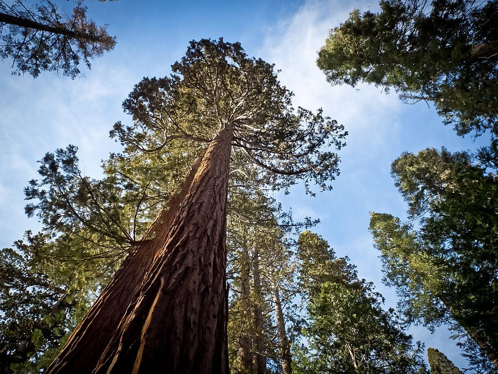 sequoia yosemite